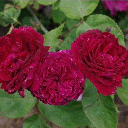 Roşu violet - Trandafir copac cu trunchi înalt - cu flori tip trandafiri englezești - coroană tufiș